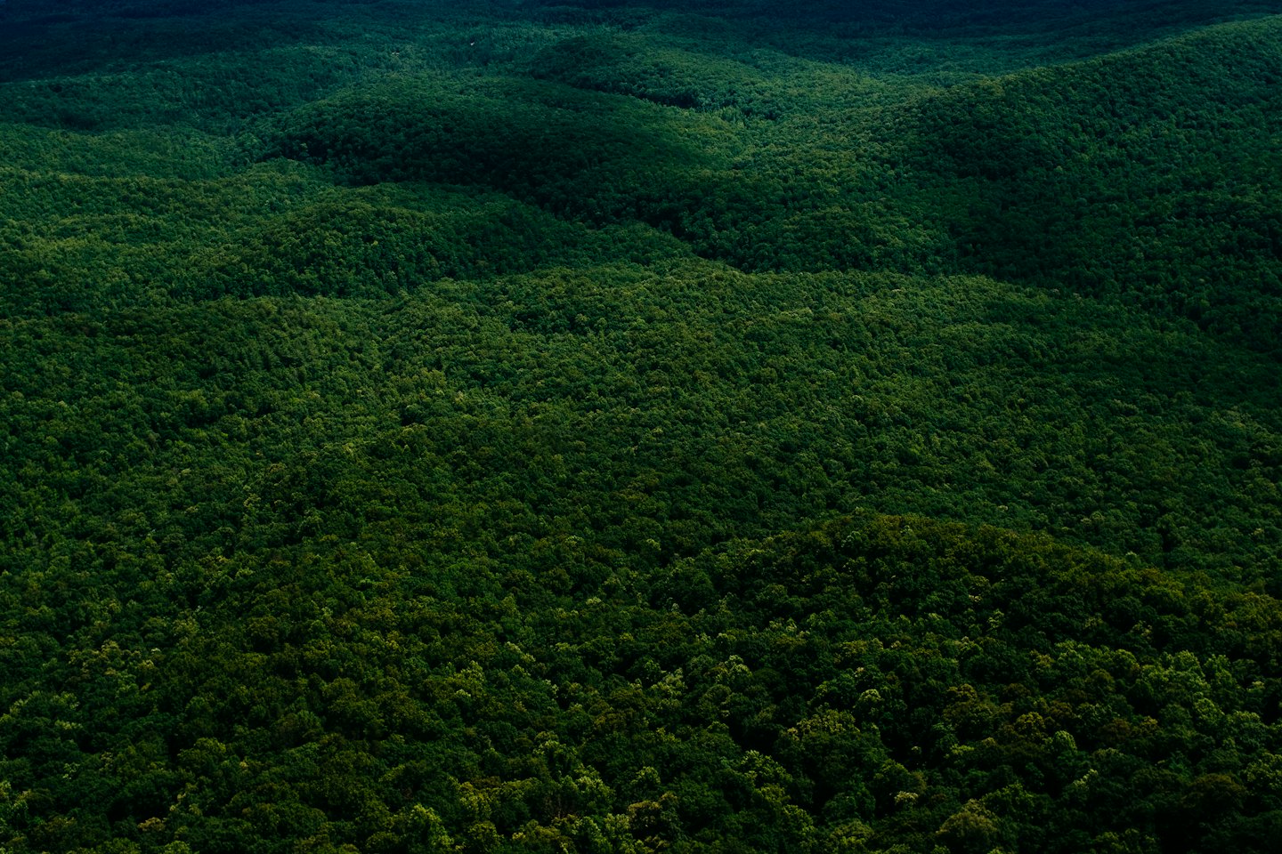 Lush green forest covering vast rolling hills and valleys.